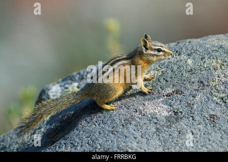 Le tamia mineur (Tamias minimus / Neotamias minimus) sur rock, originaire d'Amérique du Nord Banque D'Images