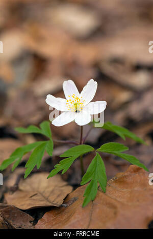 Anémone des bois (Anemone nemorosa) floraison dans la forêt du printemps parmi les feuilles tombées Banque D'Images