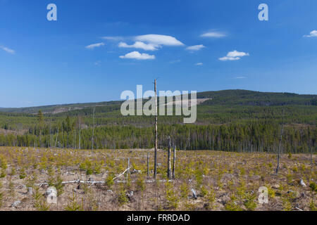 Le reboisement par la plantation de jeunes arbres en forêt de conifères du Dalarna, Suède, Scandinavie Banque D'Images