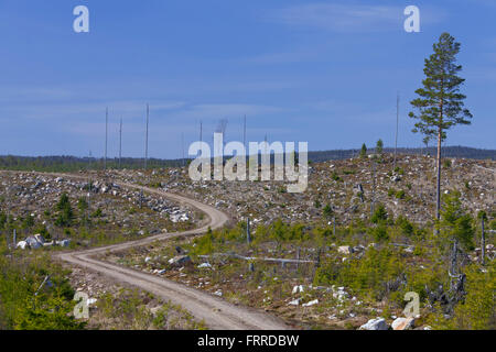 Le reboisement par la plantation de jeunes arbres en forêt de conifères du Dalarna, Suède, Scandinavie Banque D'Images