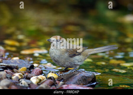 Eurasian blackcap (Sylvia atricapilla) femmes on riverbank Banque D'Images