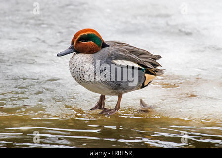 Eurasian teal / common teal (Anas crecca), mâle, se reposant sur la glace de l'étang gelé en hiver Banque D'Images