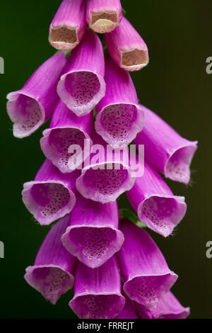 La digitale la digitale pourpre / communes / Lady's glove (Digitalis purpurea) close up of purple flowers Banque D'Images