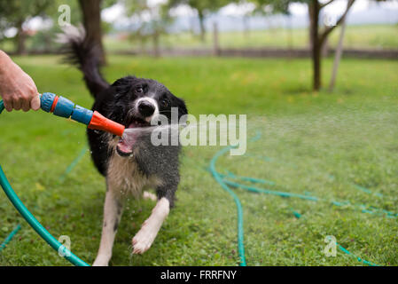 Un chien jouant avec l'eau d'un tuyau de jardin. Banque D'Images