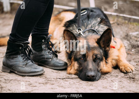 Close Up triste Brown Berger Allemand étendue sur le sol près de femme pieds dans des chaussures. Chien Loup d'Alsace. Banque D'Images