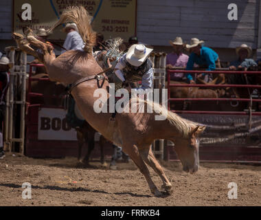 Bronco Rider en action à la Cottonwood, California Rodeo. Banque D'Images