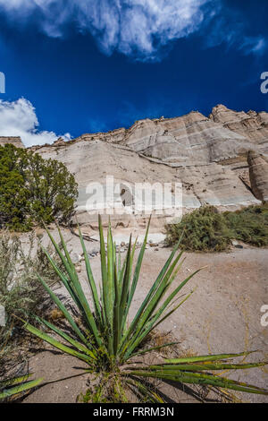 Yucca Yucca baccata, bananes, le long du sentier en boucle grotte à Kasha-Katuwe Tent Rocks National Monument à New Mexico, USA Banque D'Images