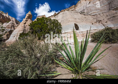 Yucca Yucca baccata, bananes, le long du sentier en boucle grotte à Kasha-Katuwe Tent Rocks National Monument à New Mexico, USA Banque D'Images