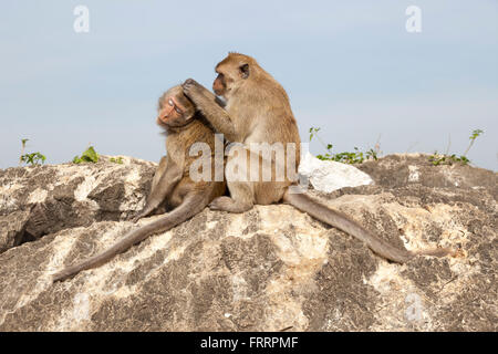 Une session delouse entre un couple de macaques dans l'Thammikaram temple, à Prachuap Khiri Khan (Thaïlande). Séance d'épouillage Banque D'Images