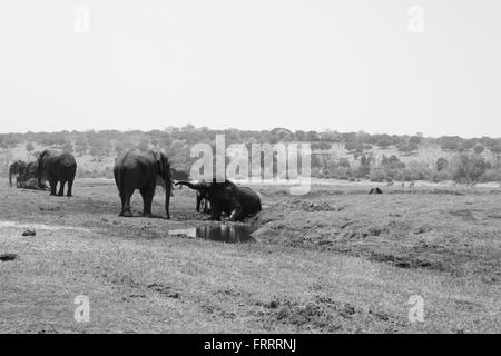 Troupeau d'éléphants sur les rives de la rivière Chobe - l'alcool, de jeu et de profiter d'un bon vieux bain de boue Banque D'Images