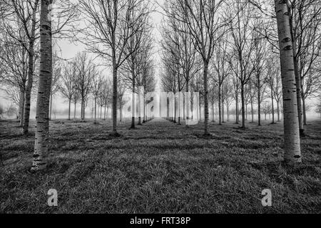 La FORÊT SANS FIN- un beau matin dans cette immense forêt ... un rêve ... Banque D'Images