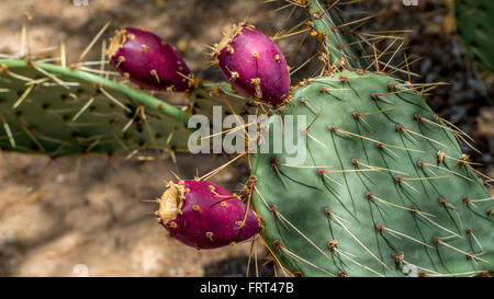 Bateau à quille aka Golden Barrel Cactus dans le désert de l'Arizona Banque D'Images