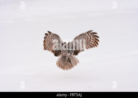 Grand hibou gris (gray), ailes déployées, venant pour l'atterrissage. Banque D'Images