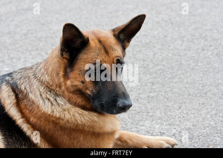 Berger Allemand (mix) détente à un événement. Banque D'Images