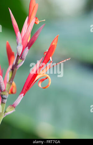 Canna indica. Indian shot flower Banque D'Images