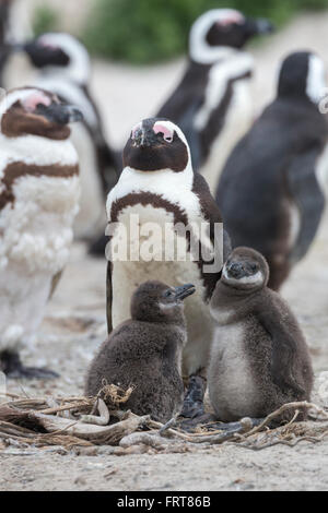 Pingouins africains (Spheniscus demersus) des profils avec des poussins en colonie sur Foxy Beach, parc national de Table Mountain, Afrique du Sud Banque D'Images