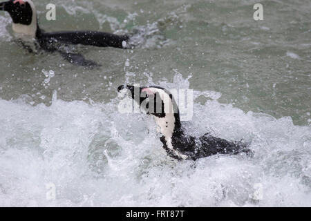 Manchot du Cap (Spheniscus demersus) en surf, Foxy Beach, parc national de Table Mountain, Simon's Town, Cape Town, Afrique du Sud Banque D'Images