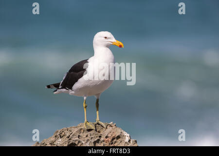 Kelp Gull (Larus dominicanus), réserve naturelle De Hoop, Western Cape, Afrique du Sud Banque D'Images