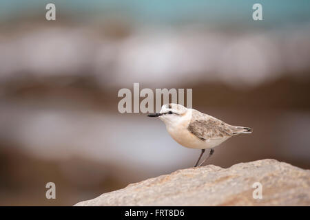 Pluvier à front blanc (Charadrius marginatus), Cape Pensinsula, Western Cape, Afrique du Sud Banque D'Images