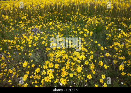 Fleurs de Printemps jaune, y compris Bulbinella latifolia et Dimorphotheca sp, Papkuilsfontein ferme, Nieuwoudtville, Afrique du Sud Banque D'Images