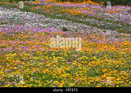 Printemps fleurs sauvages, section Postberg, West Coast National Park, Western Cape, Afrique du Sud Banque D'Images