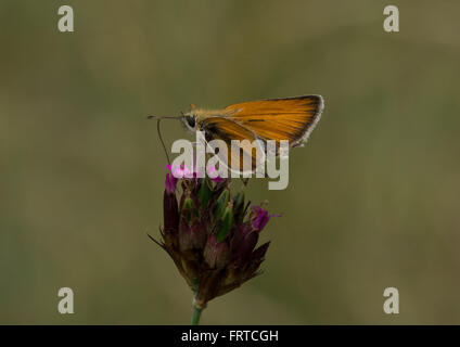 Papillon de skipper d'Essex (Thymelicus lineola) nectaring sur fleur rose Banque D'Images