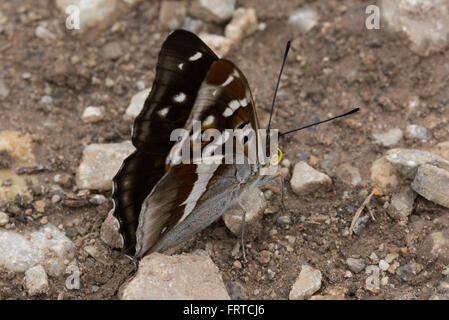 Papillon d'empereur violet (Aputura iris) sur terre de la collecte de minéraux Banque D'Images