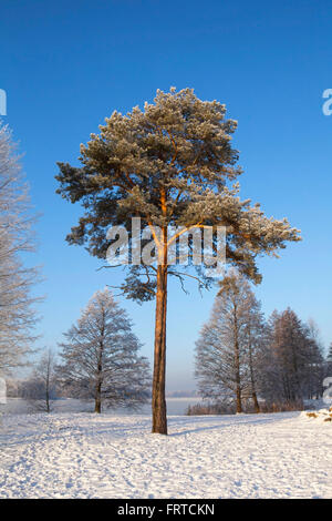 Le pin sylvestre (Pinus sylvestris L.) en hiver. Banque D'Images