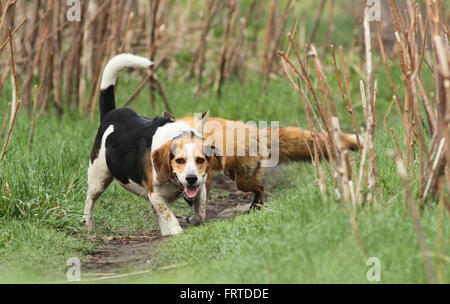 Probablement le pire Chien de chasse. Le Beagle et le renard. Histoire vraie, pas photoshop. Banque D'Images