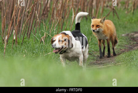 Probablement le pire Chien de chasse. Le Beagle et le renard. Histoire vraie, pas photoshop. Banque D'Images