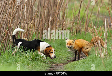 Probablement le pire Chien de chasse. Le Beagle et le renard. Histoire vraie, pas photoshop. Banque D'Images