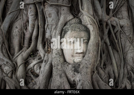 Tête de Bouddha invisibles à l'arborescence racine au Wat Mahathat. La ville historique d'Ayutthaya, Thaïlande Banque D'Images