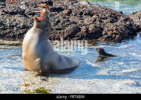 Lion de mer et marine iguana flâner sur l'île de Fernandina dans les îles Galapagos en Équateur Banque D'Images