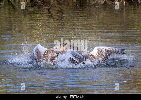 , Grey goose (Anser anser), Combats, Hambourg, Allemagne, Europe Banque D'Images