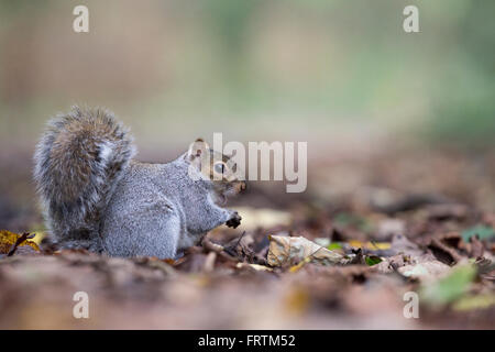 L'écureuil gris Sciurus carolinensis seul au sol alimentation chez les feuilles tombées à Tehidy Cornwall UK Banque D'Images