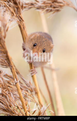 Micromys minutus souris seul manger en UK Banque D'Images