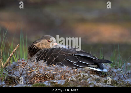 , Grey goose (Anser anser), race, Hambourg, Allemagne, Europe Banque D'Images