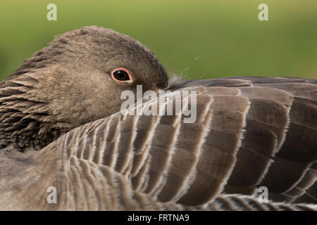 , Grey goose (Anser anser), portrait, Hambourg, Allemagne, Europe Banque D'Images