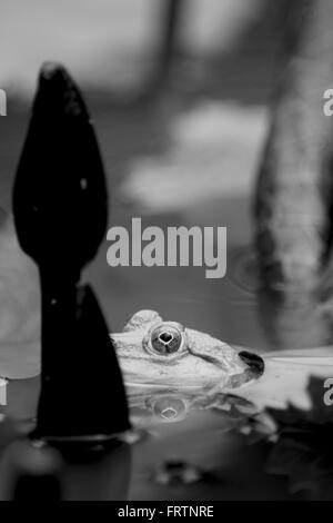 Grenouille en noir et blanc se cache dans un étang de lotus Banque D'Images