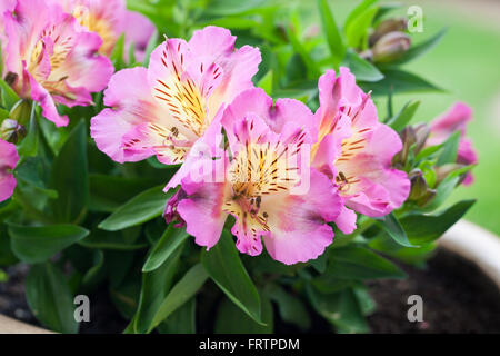 Gros plan sur Alstroemeria Inticancha Sunday floraison en été au Royaume-Uni Banque D'Images