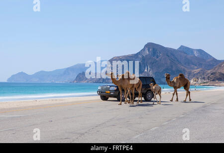 Al Mughsayl, Oman - 10 janvier : chameaux être conduit aux pâturages, accompagnés de leur propriétaire dans le camion. Jan 10, 2016. Banque D'Images