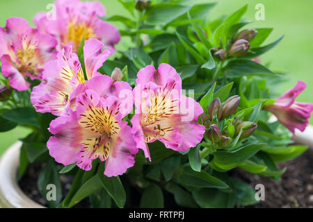 Gros plan sur Alstroemeria Inticancha Sunday floraison en été au Royaume-Uni Banque D'Images