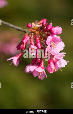 Fleurs rose unique du début du printemps fleurs de cerisier du Japon, Prunus 'Okame' Banque D'Images