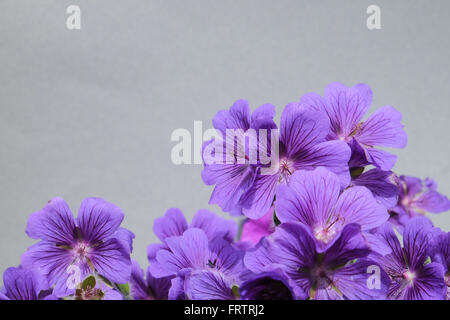 Fleurs de géranium pourpre sur l'été, debout devant un mur gris Banque D'Images