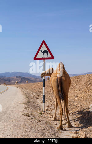 Panneau routier d'avertissement de chameau dans le Dhofar, Oman. Banque D'Images