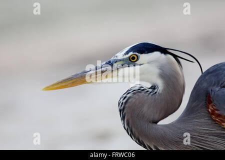 Grand Héron head shot Banque D'Images