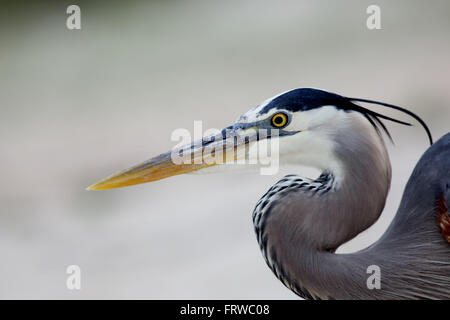 Grand Héron head shot Banque D'Images