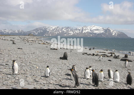 Le Roi des pingouins et lions de mer, avec les majestueuses montagnes de la Géorgie du Sud Banque D'Images