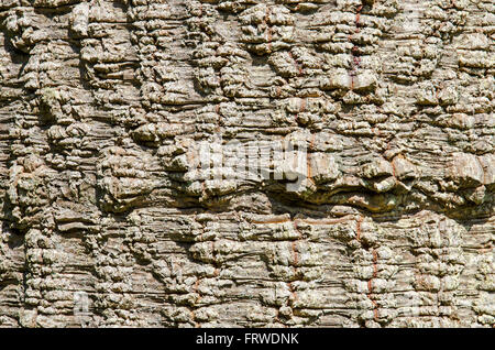 Un gros plan sur l'écorce sur un monkey puzzle (Araucaria araucana ) Tree Banque D'Images