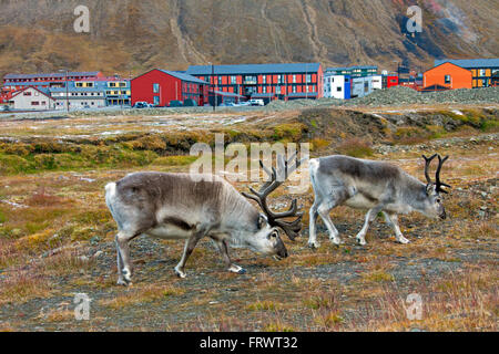 Renne du Svalbard (Rangifer tarandus platyrhynchus) deux taureaux pâturage dans Longyearbyen Svalbard, Norvège Spitzberg / Banque D'Images